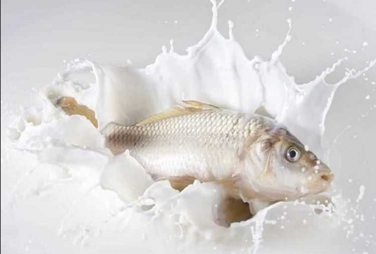 Eating Milk And Fish Together- Causes White Patches ?